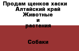 Продам щенков хаски. - Алтайский край Животные и растения » Собаки   